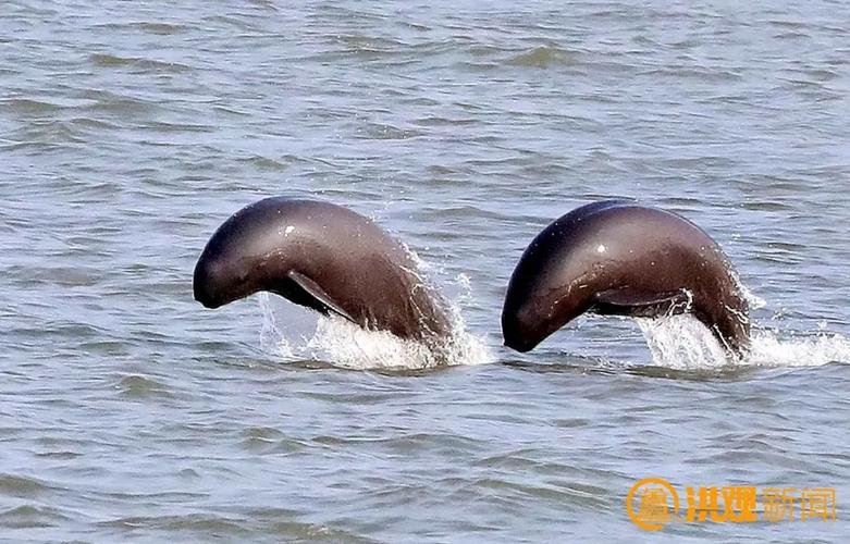 鄱阳湖畔访“水中大熊猫”江豚