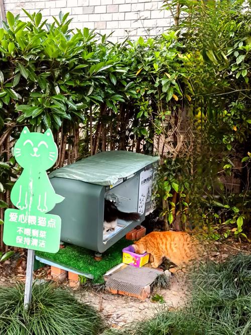 流浪猫的“定点食堂”被取消了,有没有两全的法子?