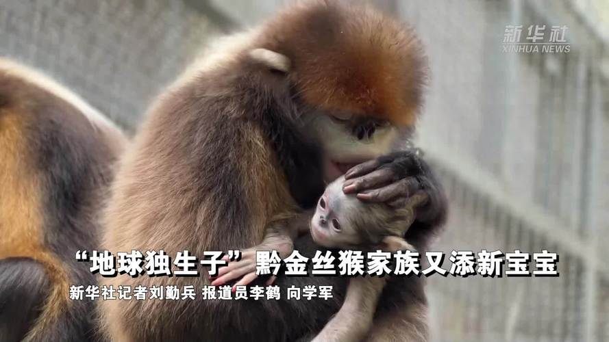 “地球独生子”黔金丝猴家族再添新丁