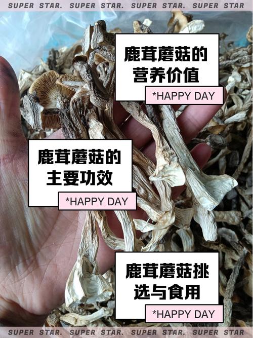 蘑菇中这种成分可助益寿延年!爱吃蘑菇的人赚到了