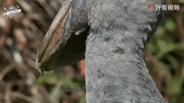 救了两只呆萌鸟,“俩货”看着像说相声的