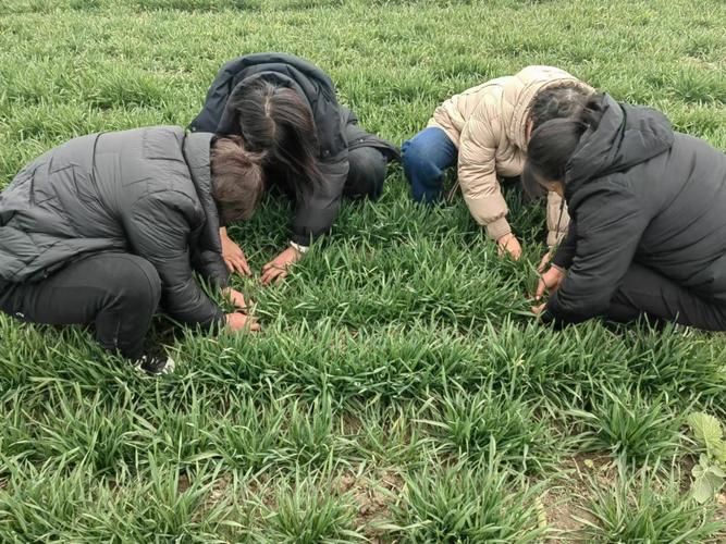 在希望的田野上丨抗旱抢种保苗 各地夏收夏种全力进行时