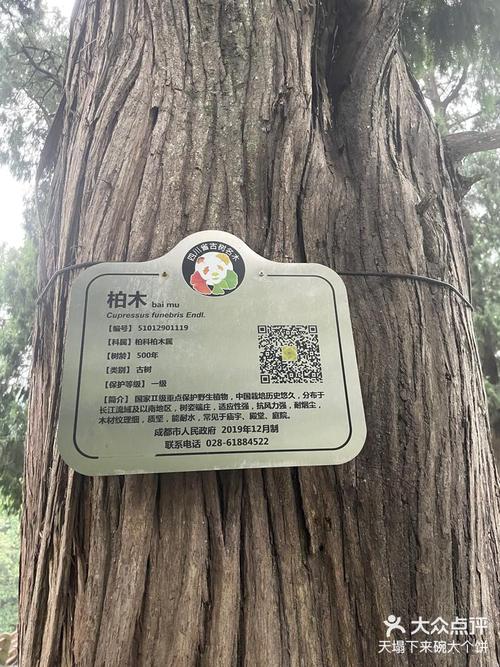 怎么观测80米古树?500岁古树烧成炭还能活?这些古树名木值得了解