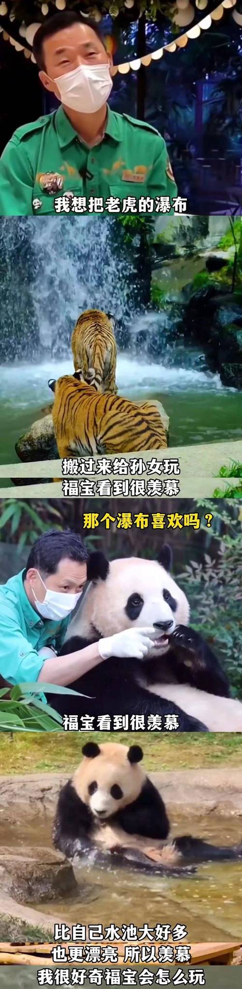 旅韩大熊猫“福宝”离开韩国京畿道龙仁市的爱宝乐园 启程返回中国