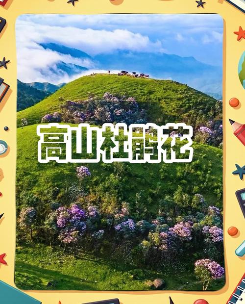 乡约福建:杜鹃花开迎客来 “小高速”开启致富路