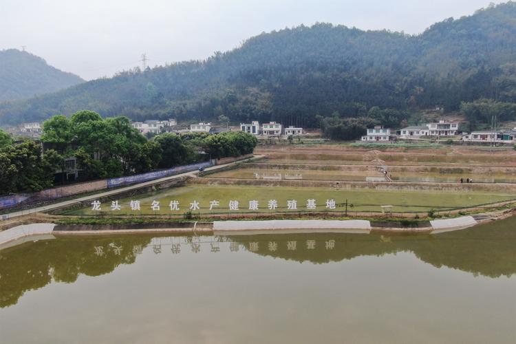 琼海博鳌莫村“稻油虾”生态种养项目优质稻喜获丰收