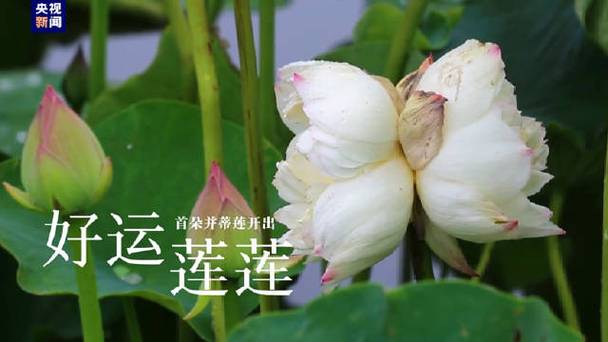 转发美好！圆明园今夏第一朵并蒂莲绽放