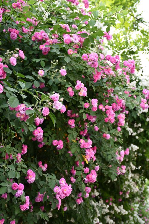 芳菲五月 北京街头“花墙”惊艳浪漫
