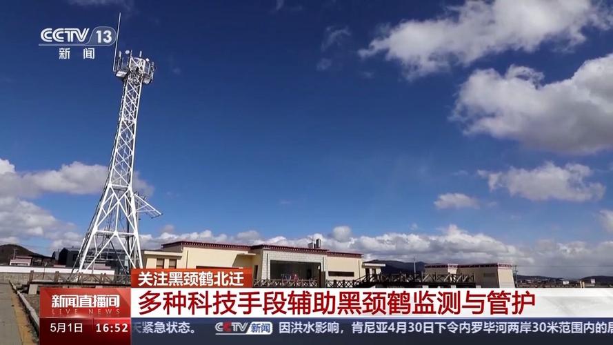 下个冬天云南见 越冬黑颈鹤北迁进入尾声
